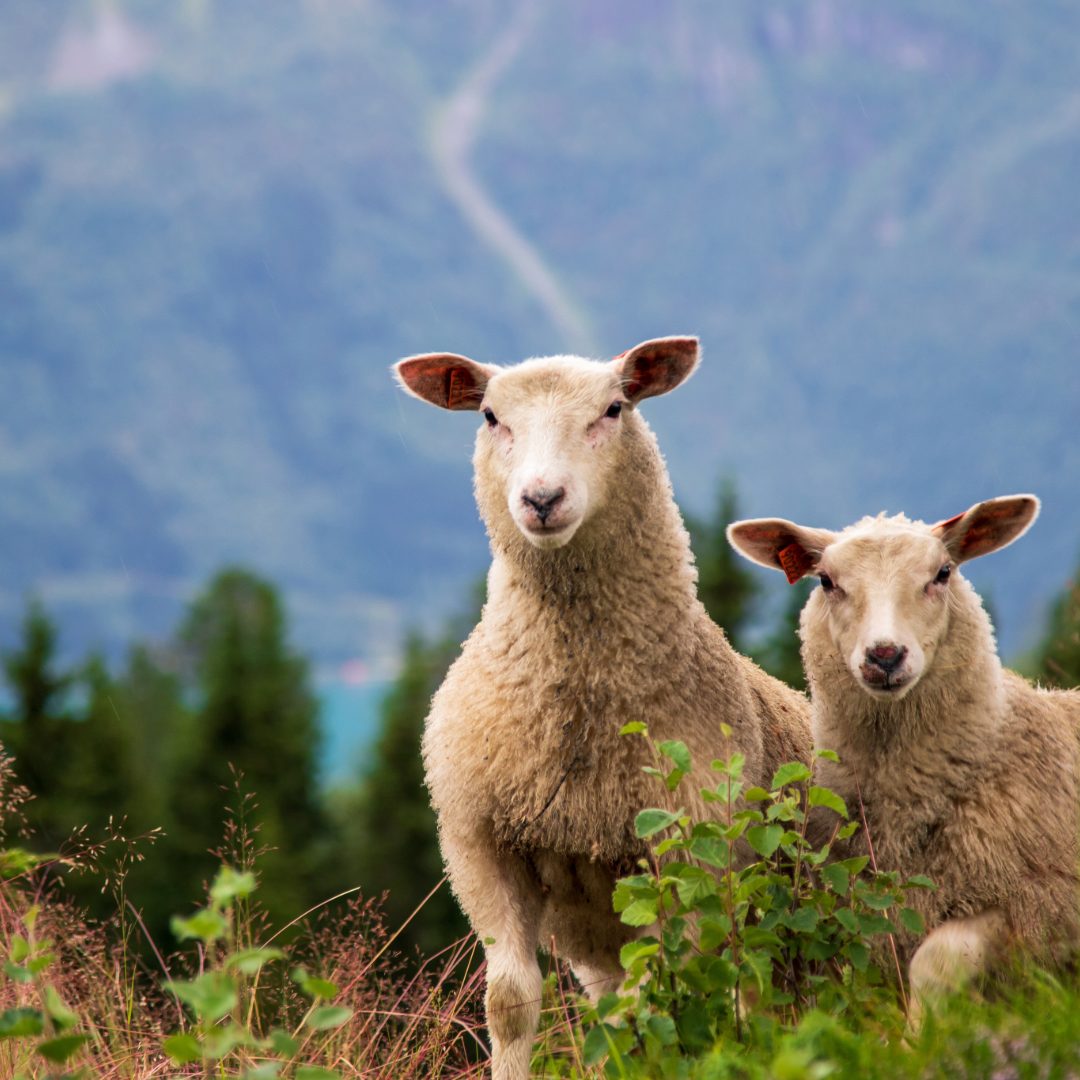 To sauar ute på beite.